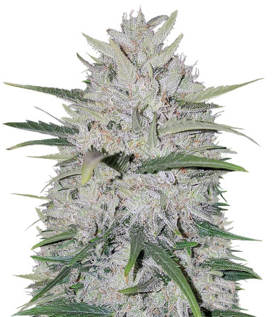 Семена сорта White Cheese Auto fem (Sumo Seeds)