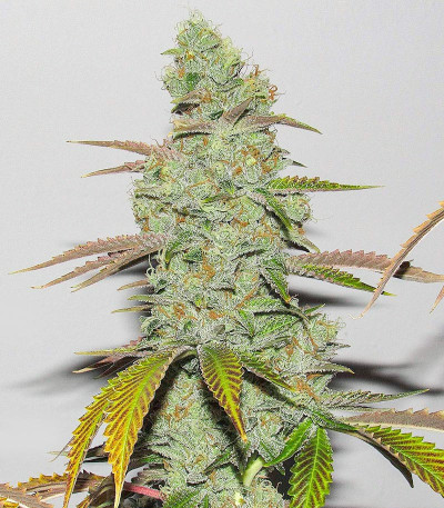 Семена сорта Chem Beyond Diesel CBD fem (Sweet Seeds)