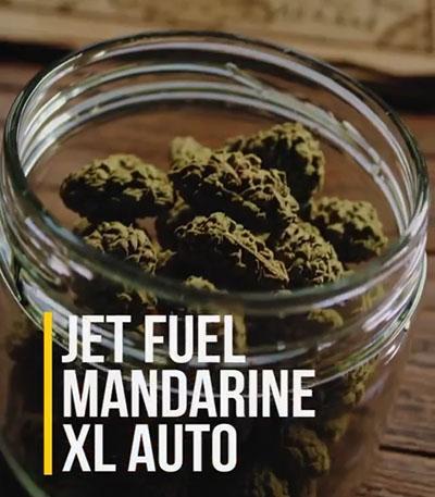 Семена сорта Jet Fuel Mandarine XL Auto fem (Sweet Seeds)