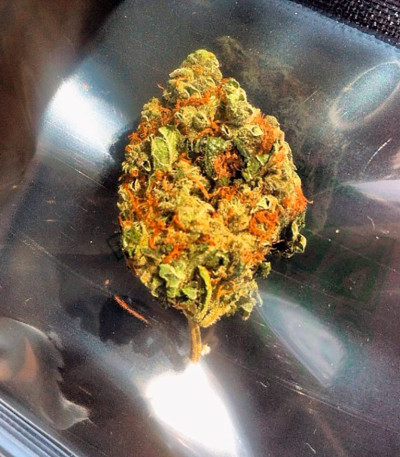 Семена сорта Original White Widow (IBL) fem