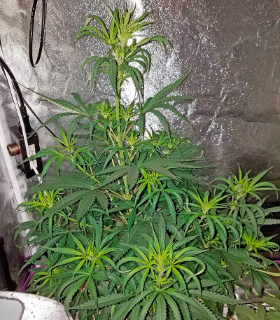 Семена сорта Sterling Haze (Super Silver Haze) reg (Nirvana Seeds)