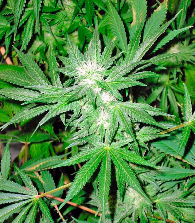 Семена сорта White Rhino fem (Nirvana Seeds)