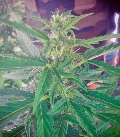 Семена сорта Kalashnikova Auto fem