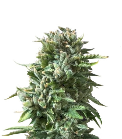 Семена сорта Bubba Kush fem (Dinafem Seeds)