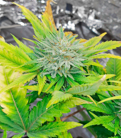 Семена сорта Auto Gorilla Blue fem (Advanced Seeds)