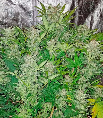 Семена сорта Blue Dream Auto fem (Humboldt Seeds)