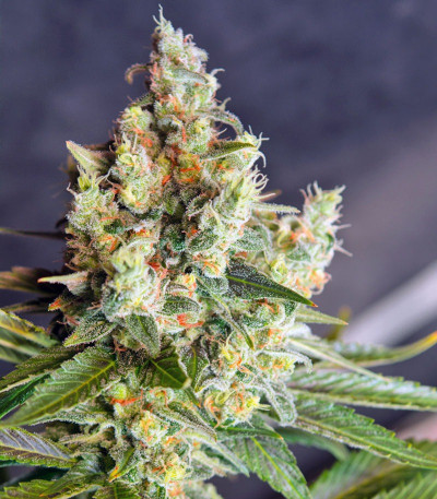 Семена сорта Big Devil F1 Fast Version fem (Sweet Seeds)