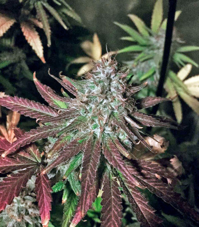 Семена сорта Bubblelicious fem (Nirvana Seeds)