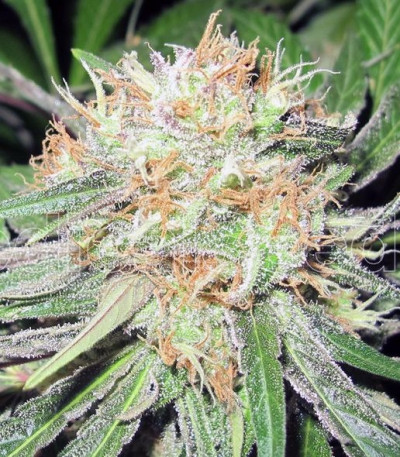 Семена сорта Deep Neville reg