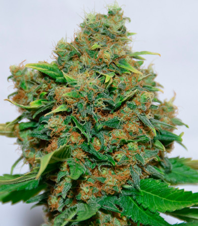 Семена сорта Excalibur fem