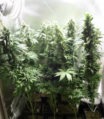 Семена сорта Fruit Spirit fem (Royal Queen Seeds)