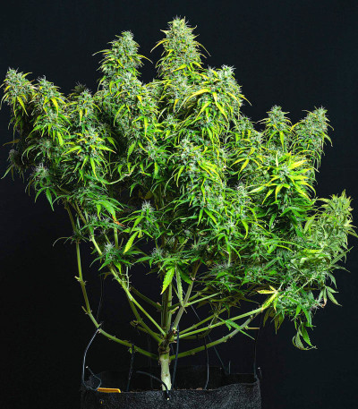 Семена сорта Lemon AK Auto fem (FastBuds)