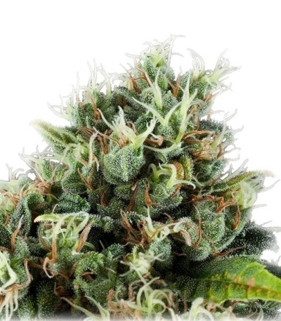 Семена сорта Power Flower fem (Royal Queen Seeds)