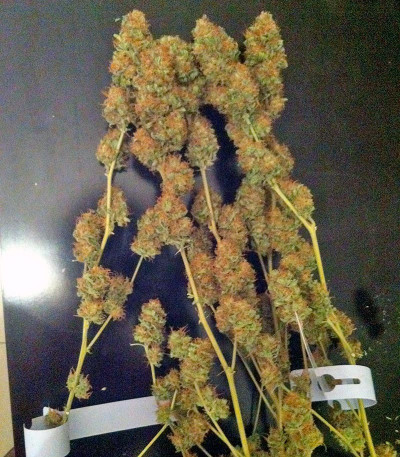 Семена марихуаны Moby Dick