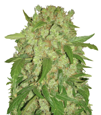Семена сорта Auto Wembley fem (Pyramid Seeds)