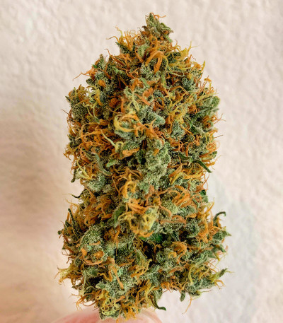 Семена сорта Auto Maria III fem (Семяныч)