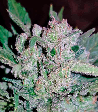Семена сорта Sweet Amnesia Haze XL Auto fem (Sweet Seeds)
