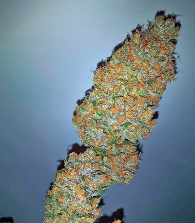 Семена сорта Bubble Gum fem (00 Seeds)