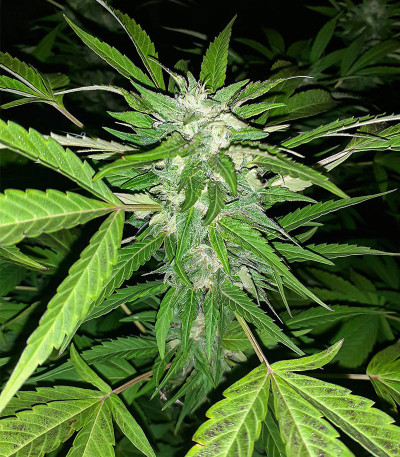 Семена сорта Golosa fem (Delicious Seeds)