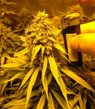 Семена сорта Tangerine Dream fem (Barney's Farm)