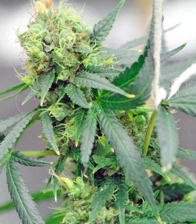 Сорт конопли Red Dragon