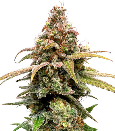Семена сорта HighCloudZ fem (Green House Seeds)