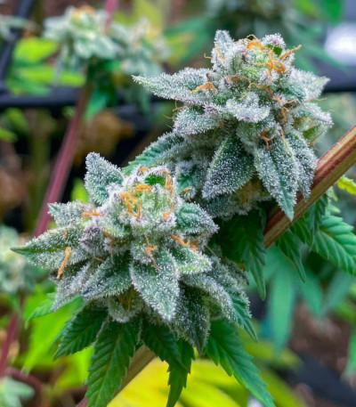 Семена сорта Jet Puft fem (Compound Genetics)