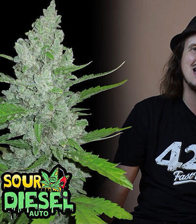 Семена сорта Original Auto Sour Diesel fem (FastBuds)