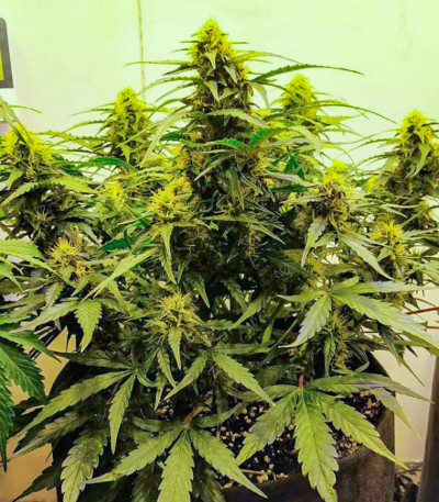 Семена сорта Dos-Vi-Dos Auto fem (Семяныч)