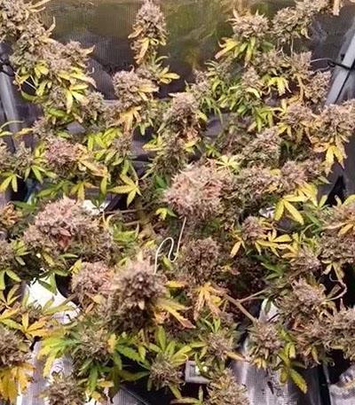 Семена сорта Glue Gelato Auto fem (Barney's Farm)