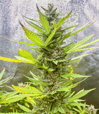 Семена сорта Auto Bruce Lemon Diesel fem (Dutch Passion)