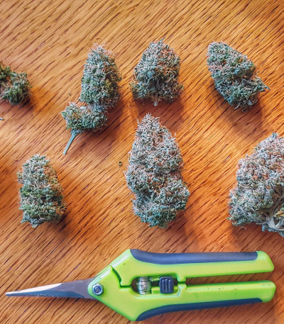 Семена сорта Franco's Lemon Cheese fem (Green House Seeds)