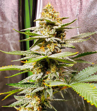 Семена сорта HiFi 4G fem (Dutch Passion)