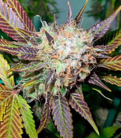 Семена сорта Lucid Bolt fem (Paradise Seeds)