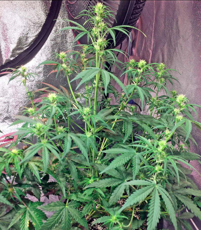 Семена сорта Original Amnesia Autoflowering fem (Dinafem Seeds)