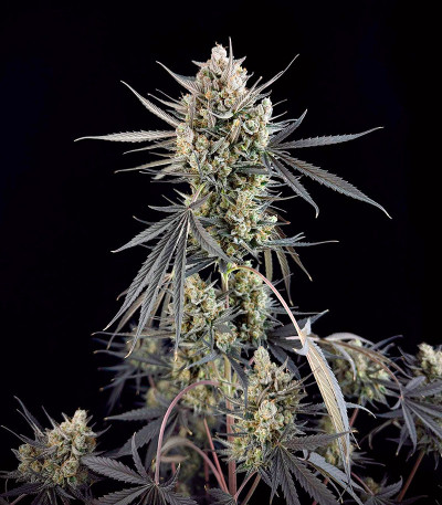 Семена сорта Pound Cake Auto fem (FastBuds)