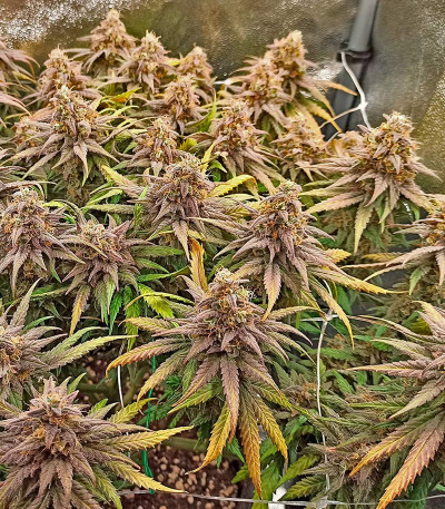 Семена сорта Runtz Punch fem (Herbies Seeds)