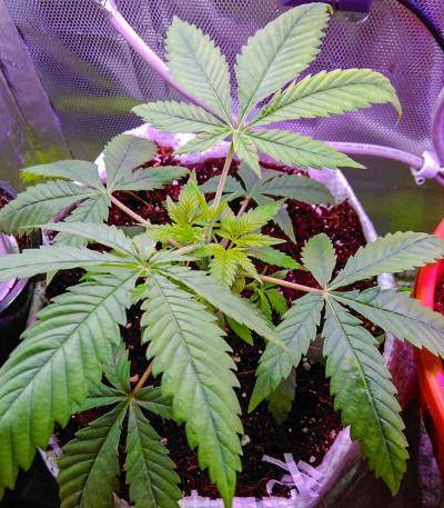 Семена сорта Caramelo fem (Delicious Seeds)