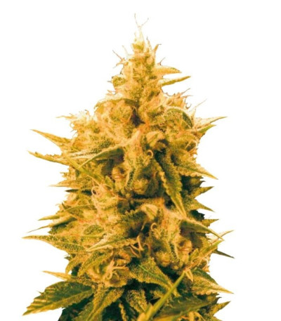 Семена сорта Ananas Funk fem