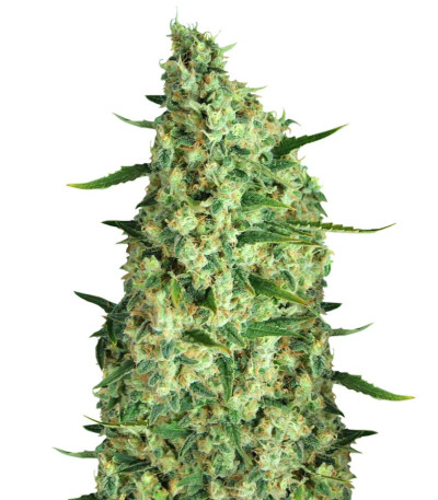 Семена сорта Incredible Bulk Auto fem (Dr. Krippling Seeds)