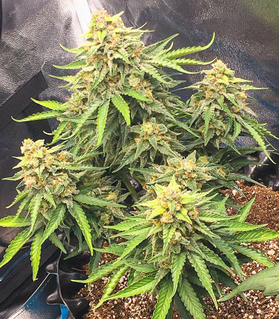 Семена сорта Auto Caramelino fem (Victory Seeds)