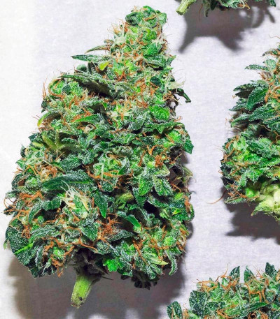 Семена сорта Automaria II fem (Paradise Seeds)