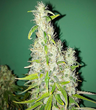 Семена сорта Chingis Khan fem (VIP seeds)
