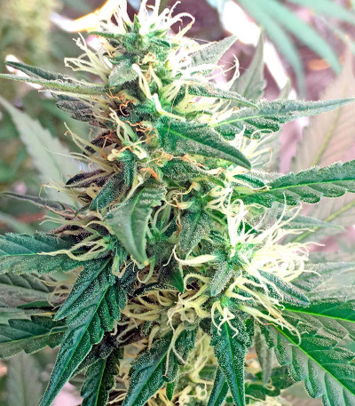 Семена сорта Critical Cheese fem (Dinafem Seeds)
