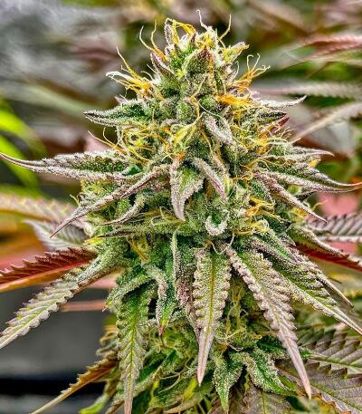 Семена сорта Insane OG