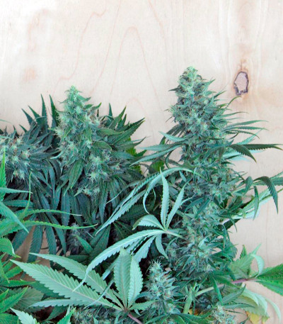 Семена сорта Royale Haze fem (Dinafem Seeds)