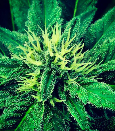 Семена сорта Super Skunk fem (Vision Seeds)