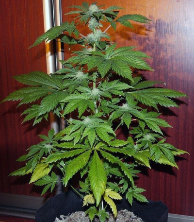 Семена сорта White Widow Auto fem (Green House Seeds)