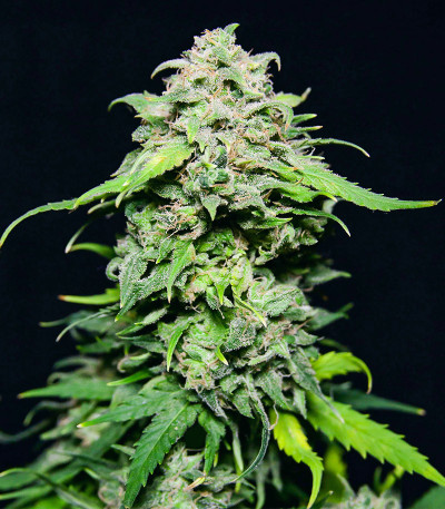 Семена сорта Chem Bomb Auto fem (Humboldt Seed Organization)