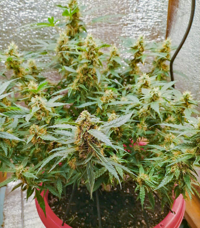 Семена сорта Gelato Auto fem (Семяныч)